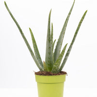 Aloe Vera – Aloë vera kamerplant