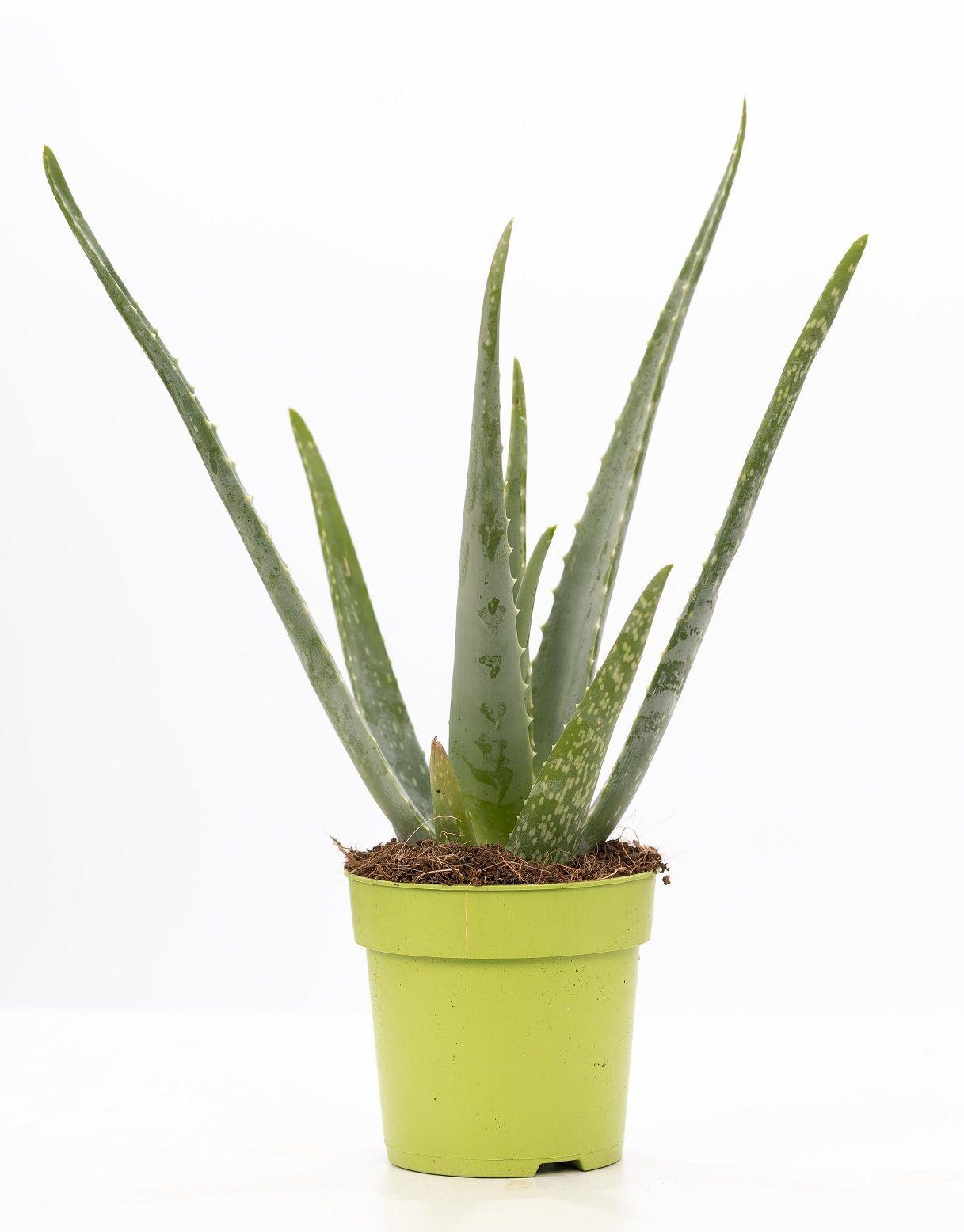 Aloe Vera – Aloë vera kamerplant