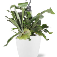 Platycerium Bifurcatum – Hertshoornvaren kamerplant