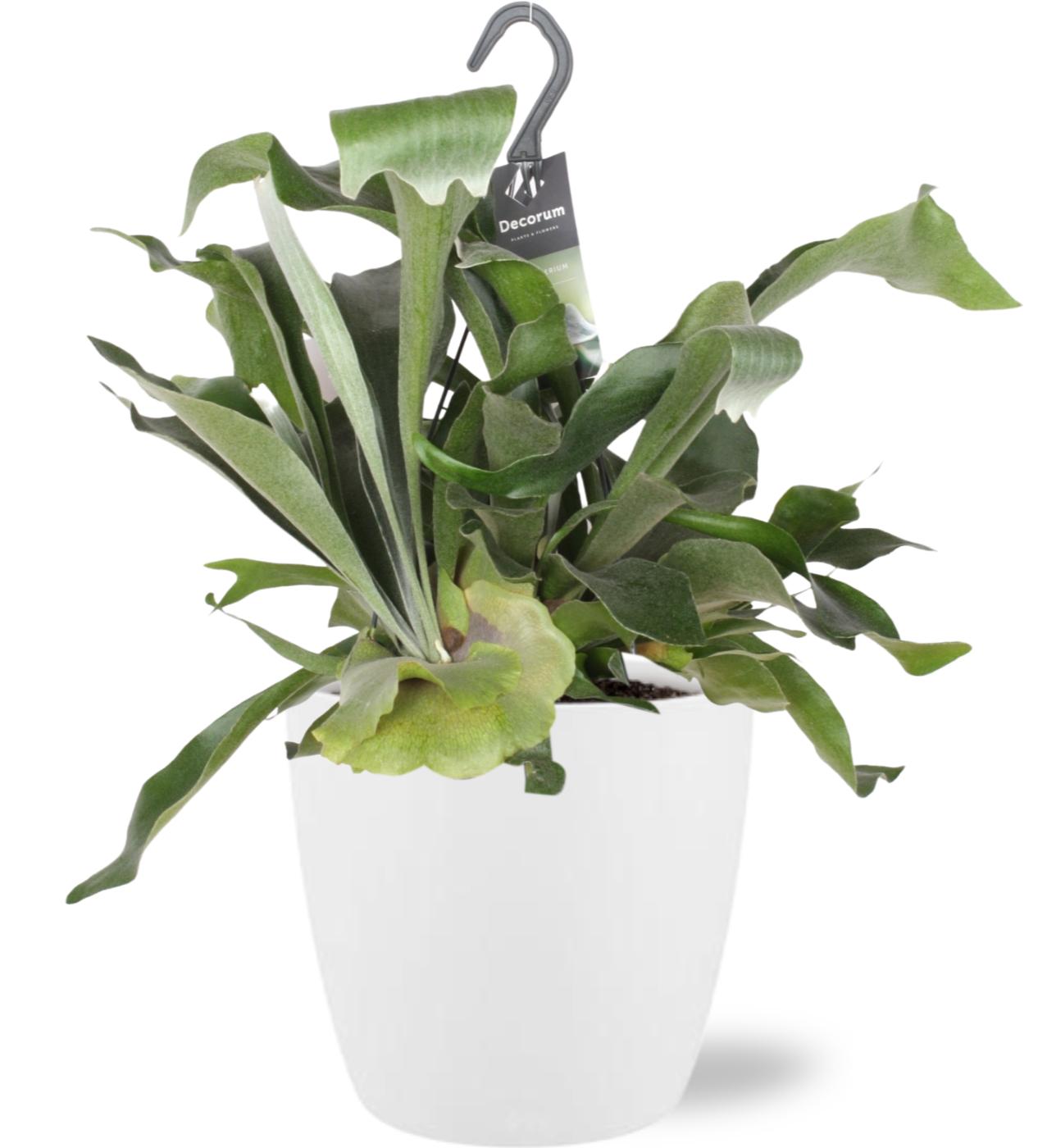 Platycerium Bifurcatum – Hertshoornvaren kamerplant