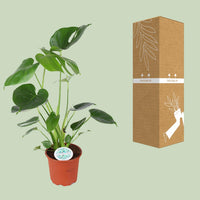 Monstera deliciosa – Gatenplant