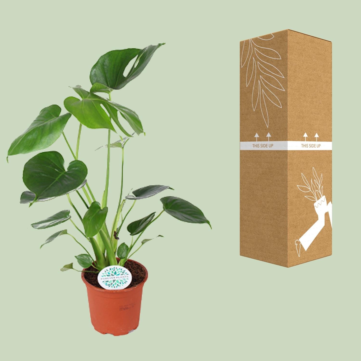Monstera deliciosa – Gatenplant