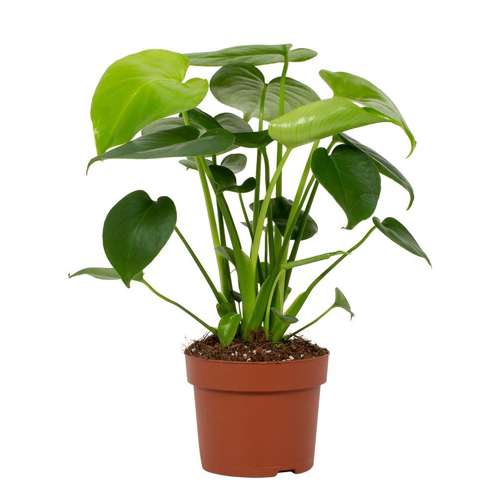 Monstera deliciosa – Gatenplant