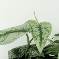 Scindapsus Pictus – Zilverrank kamerplant