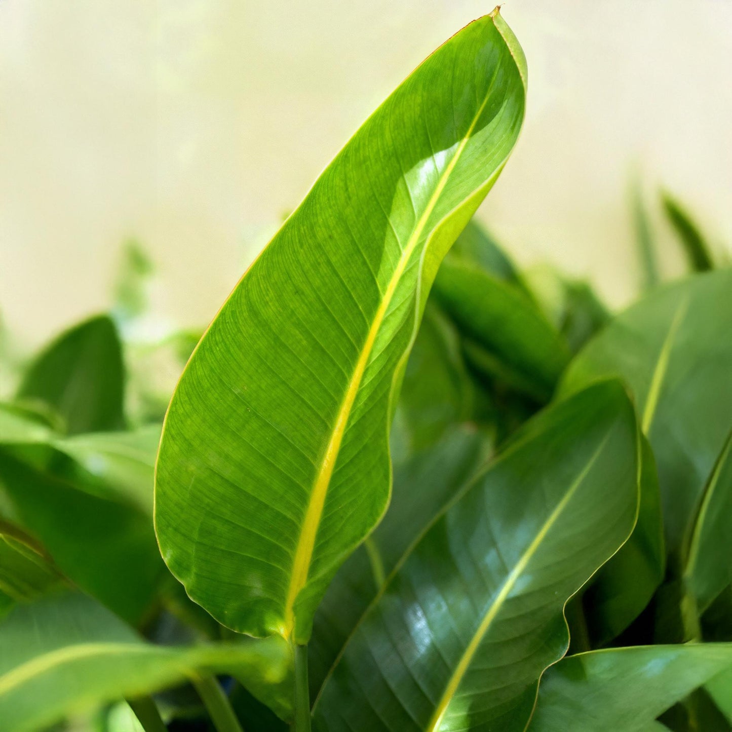 Strelitzia Nicolai – Paradijsvogelplant kamerplant