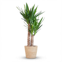 Yucca Elephantipes – Palmlelie kamerplant