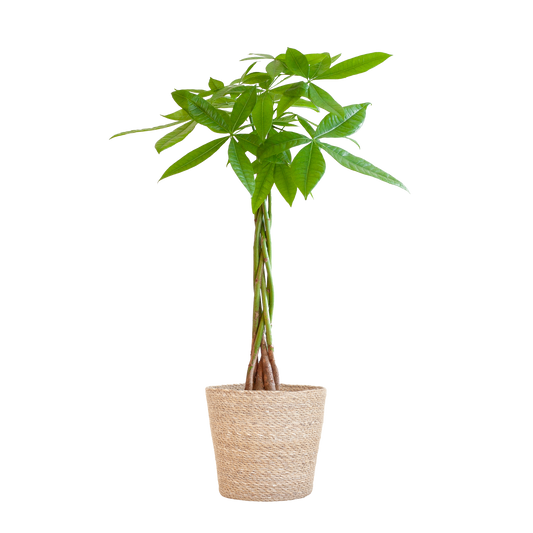 Pachira Aquatica met Sofia mand naturel - 80cm - Ø21