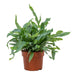 Phlebodium Aureum ‘Blue Star’ – Blauwvaren kamerplant