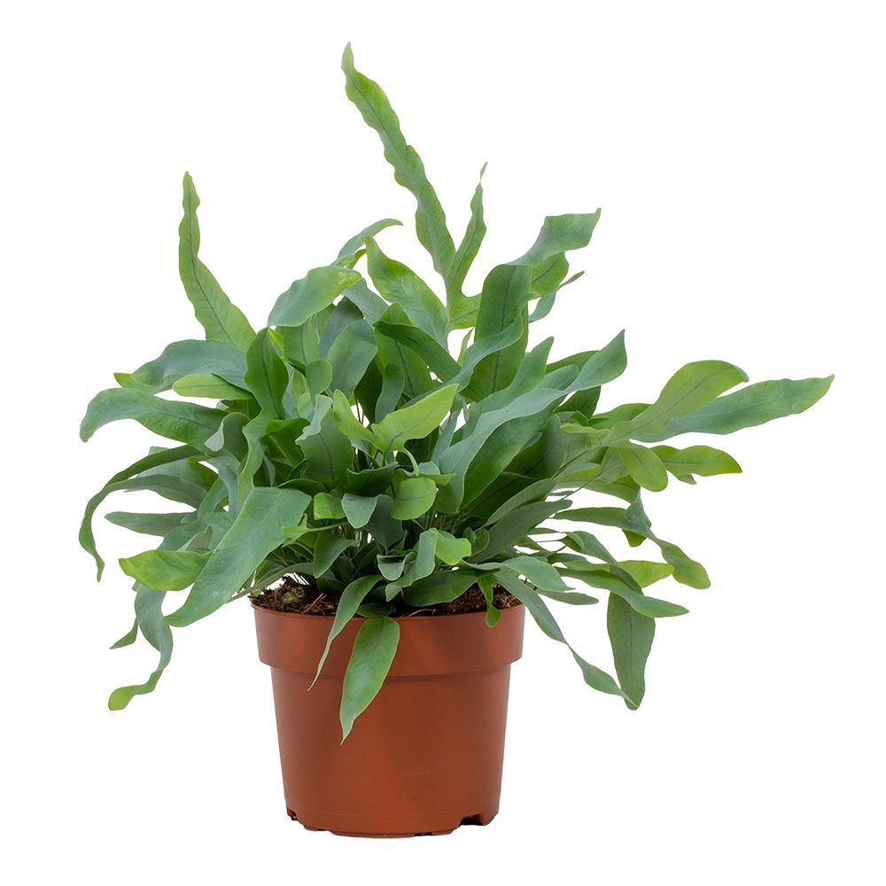 Phlebodium Aureum ‘Blue Star’ – Blauwvaren kamerplant