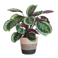 Calathea Medaillon met Lissabon mand zwart - 65cm - Ø19