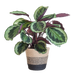 Calathea Medaillon met Lissabon mand zwart - 65cm - Ø19