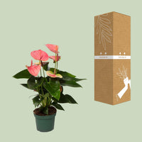 Anthurium – Flamingoplant Ø12 35-45 cm
