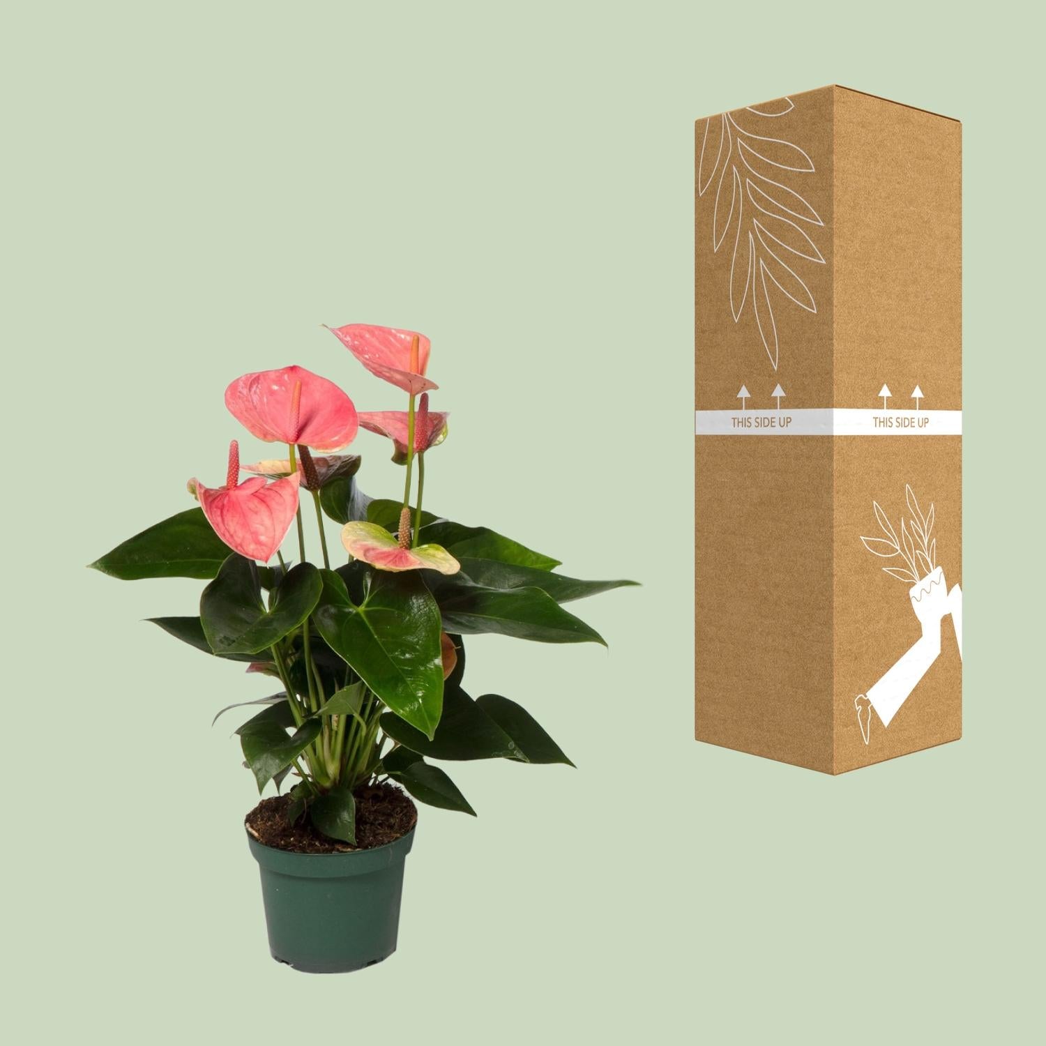Anthurium – Flamingoplant Ø12 35-45 cm