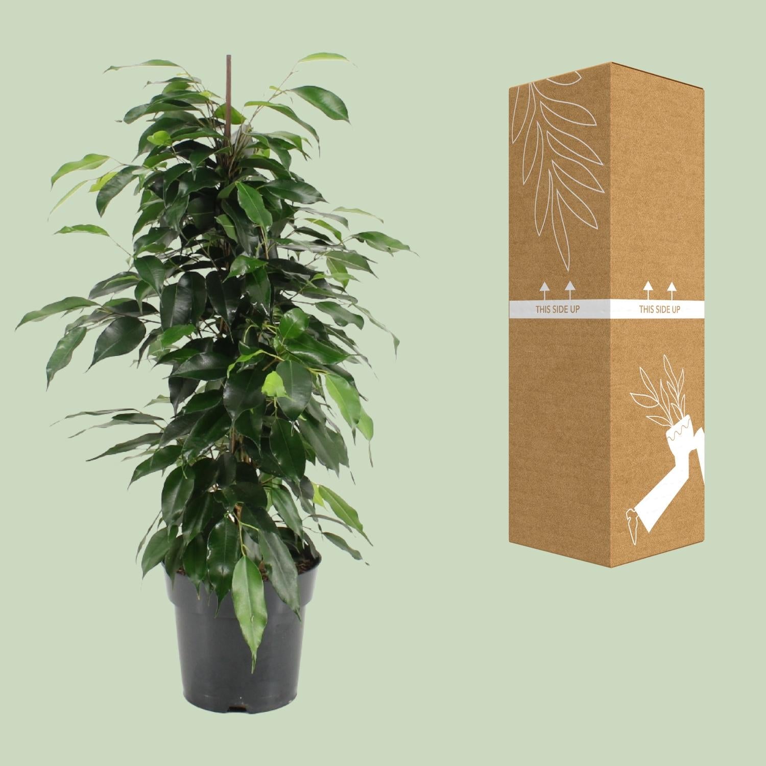 Ficus Benjamina – Treurvijg kamerplant