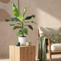 Musa Dwarf Cavendish – Bananenplant kamerplant
