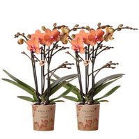 Kolibri Orchids | COMBI DEAL van 2 oranje Phalaenopsis orchideeën - Bolzano - potmaat Ø9cm  bloeiende kamerplant - vers van de kweker