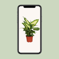 Dieffenbachia Camilla – Dieffenbachia kamerplant