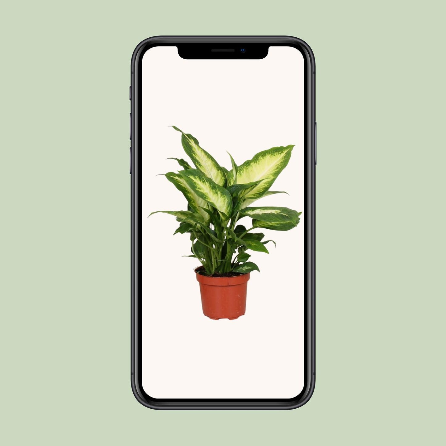 Dieffenbachia Camilla – Dieffenbachia kamerplant