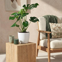Monstera deliciosa – Gatenplant