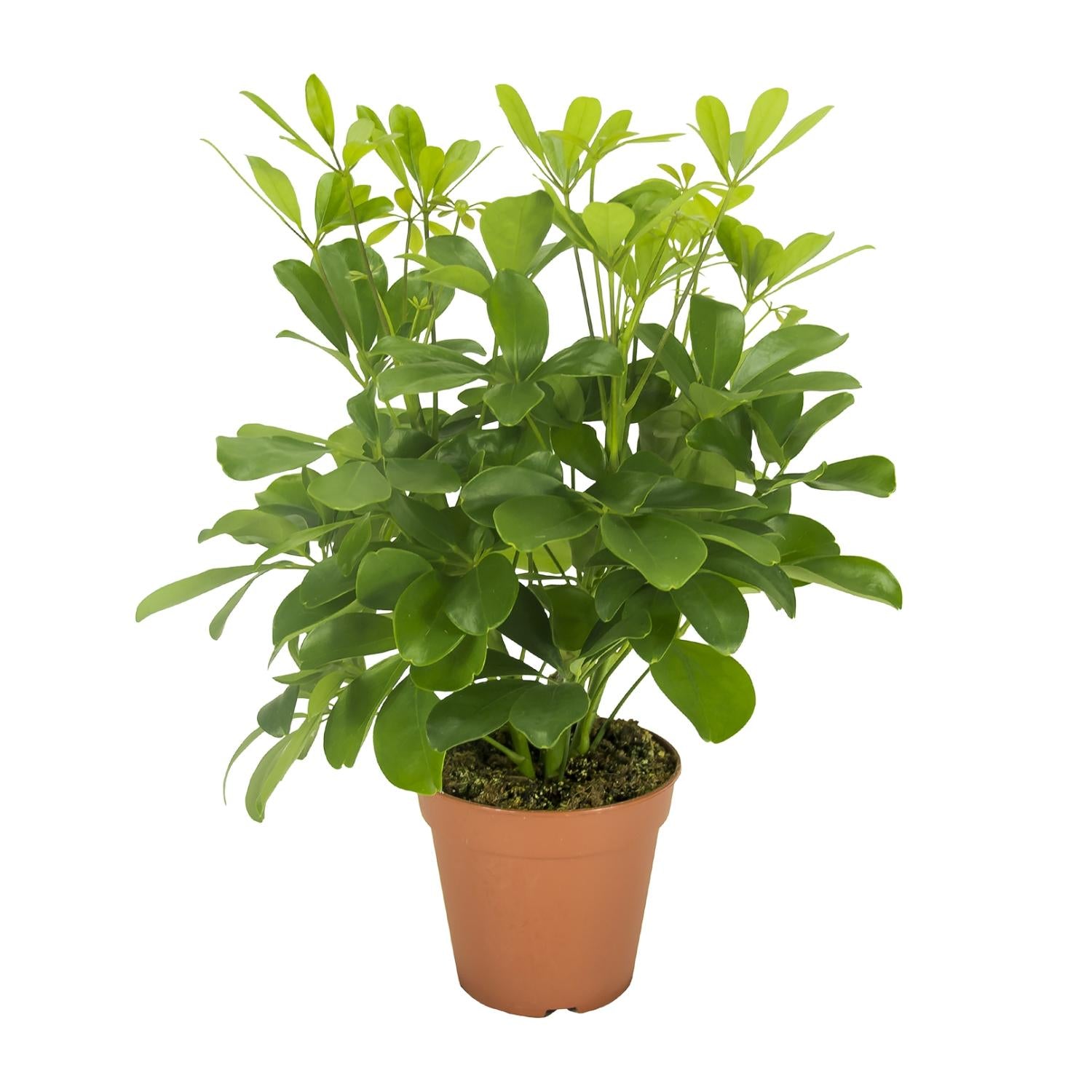 Schefflera Arboricola – Vingersboom kamerplant