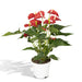 Anthurium Red - Ø17cm - ↕55cm
