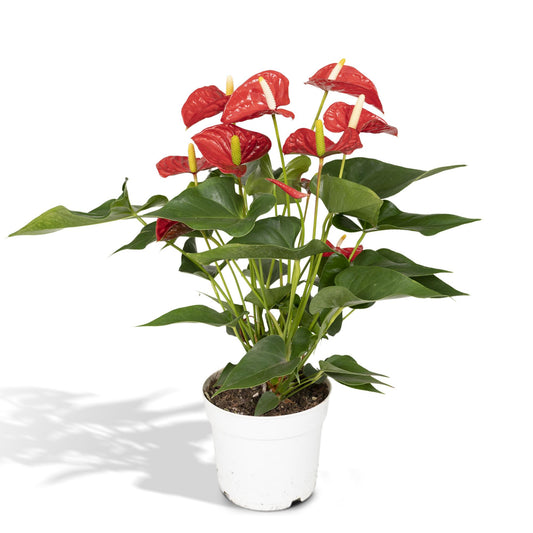 Anthurium Red - Ø17cm - ↕55cm
