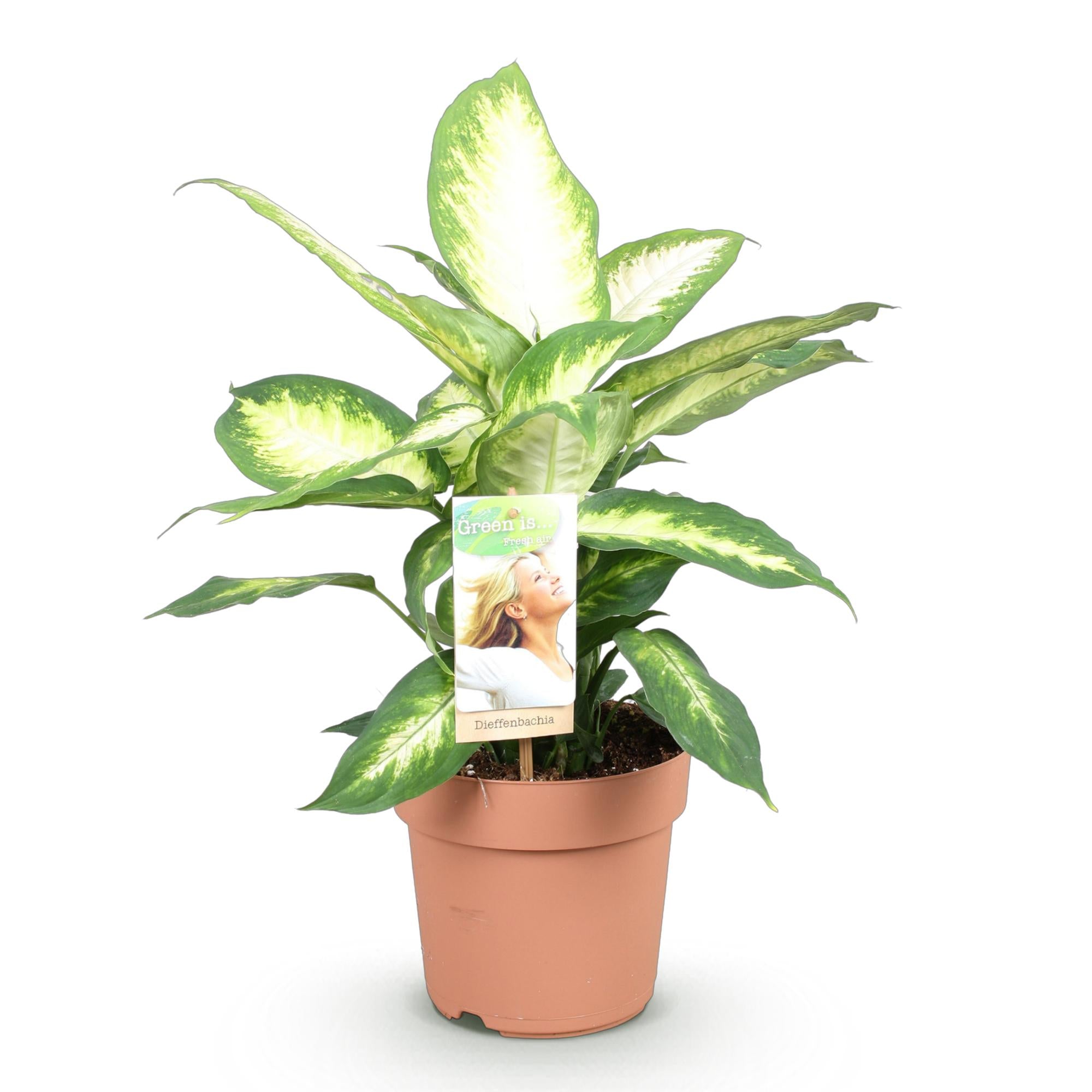 Dieffenbachia Camilla – Dieffenbachia kamerplant