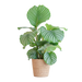 Calathea Orbifolia met Sofia mand naturel - 65cm - Ø21