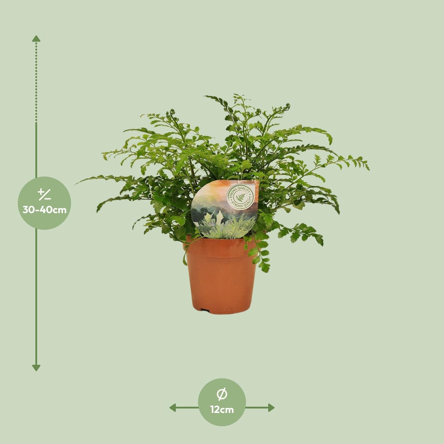 Asplenium Parvati – Nestvaren kamerplant