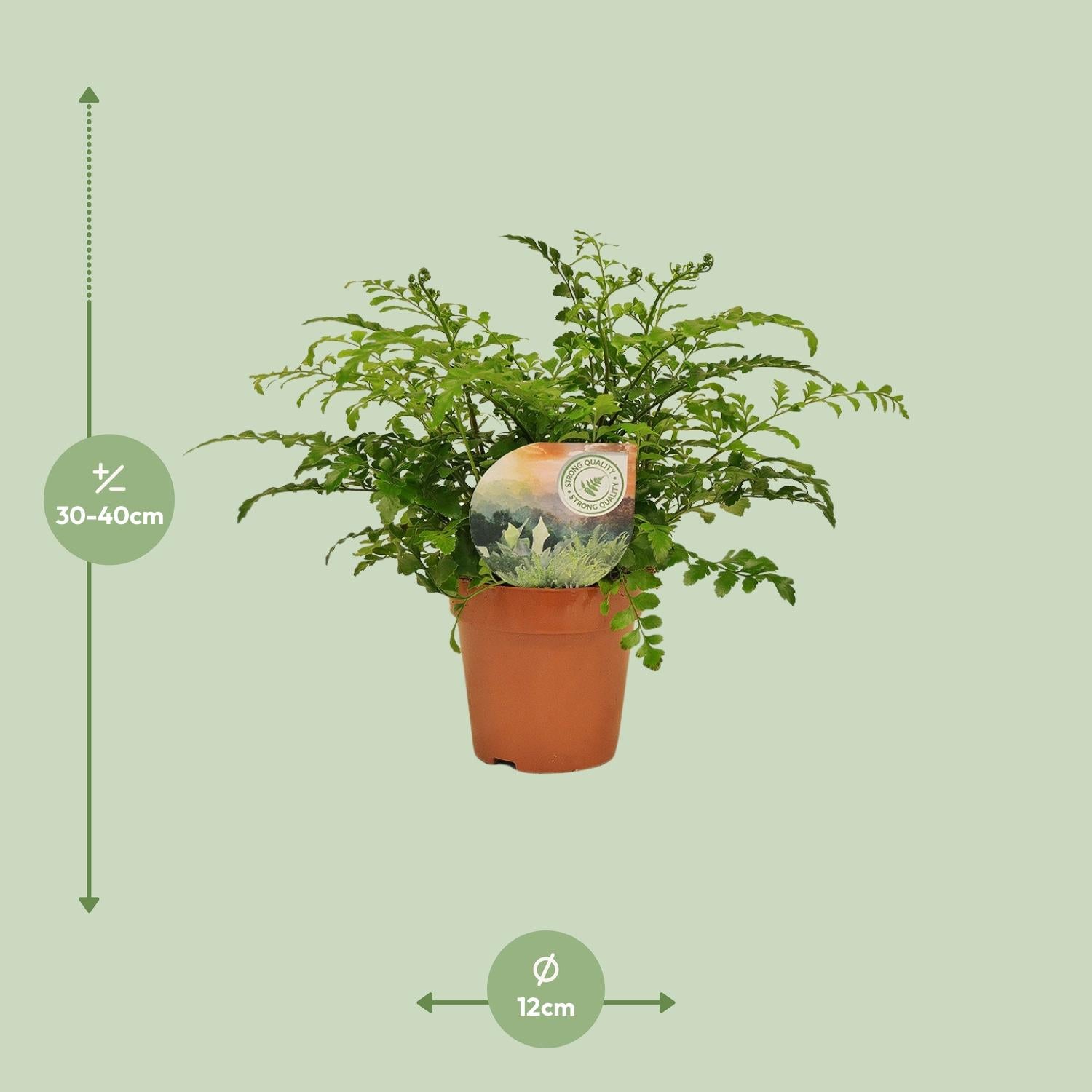 Asplenium Parvati – Nestvaren kamerplant