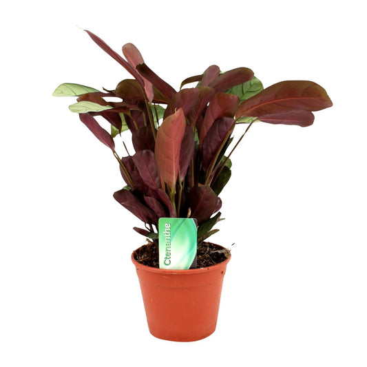 Calathea Ctenanthe – Pauwenplant kamerplant