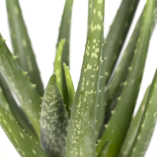 Aloe Vera – Aloë vera kamerplant