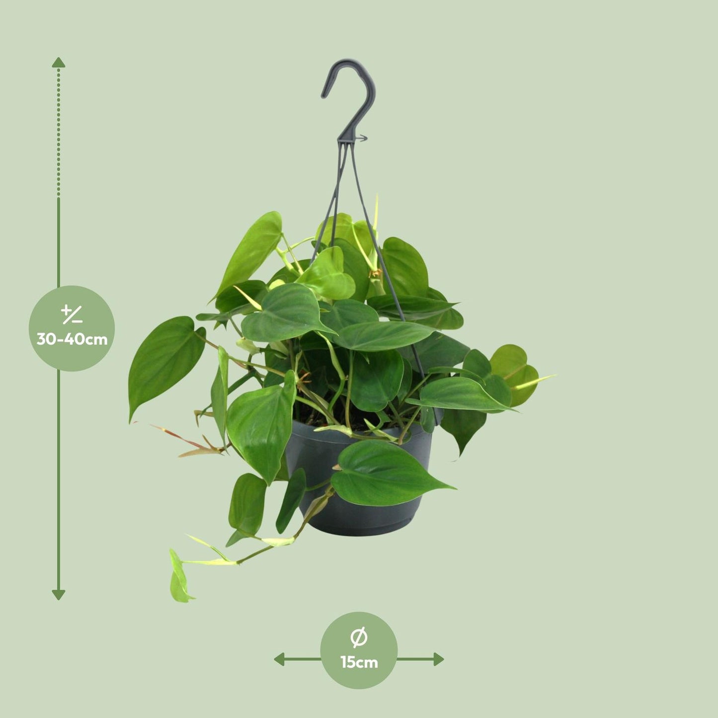 Philodendron Scandens – Hartbladige philodendron hangplant