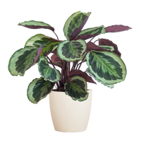 Calathea Medaillon met Viber wit - 65cm - Ø19
