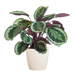 Calathea Medaillon met Viber wit - 65cm - Ø19