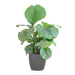 Calathea Orbifolia met Viber grijs - 65cm - Ø21