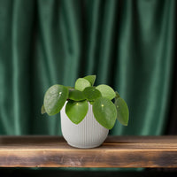 Pilea Peperomiodes - Pannekoekenplant - Ø12cm - ↕20cm