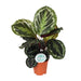 Calathea Medallion - Ø14cm - ↕45cm