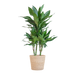 Dracaena  Janet Lindt met Sofia mand naturel - 95cm - Ø21