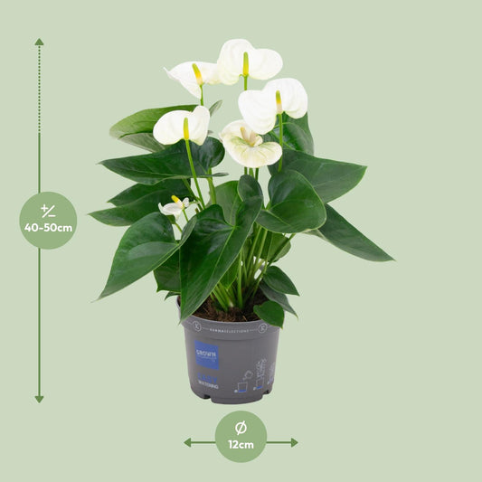 Anthurium – Flamingoplant Ø12 35-45 cm
