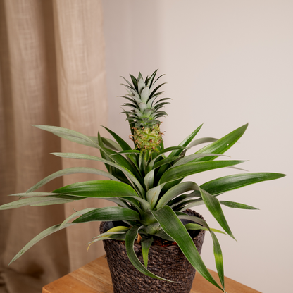 Bromelia (Ananasplant) - 2 stuks - Ø12cm - ↕30cm