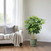 Schefflera Arboricola – Vingersboom kamerplant