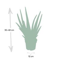Aloe Vera – Aloë vera kamerplant