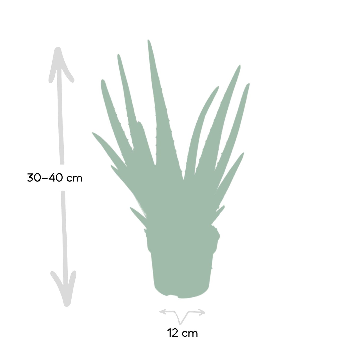 Aloe Vera – Aloë vera kamerplant