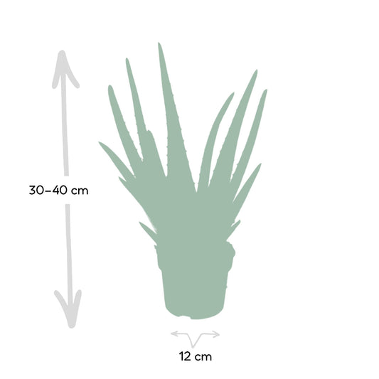 Aloe Vera – Aloë vera kamerplant