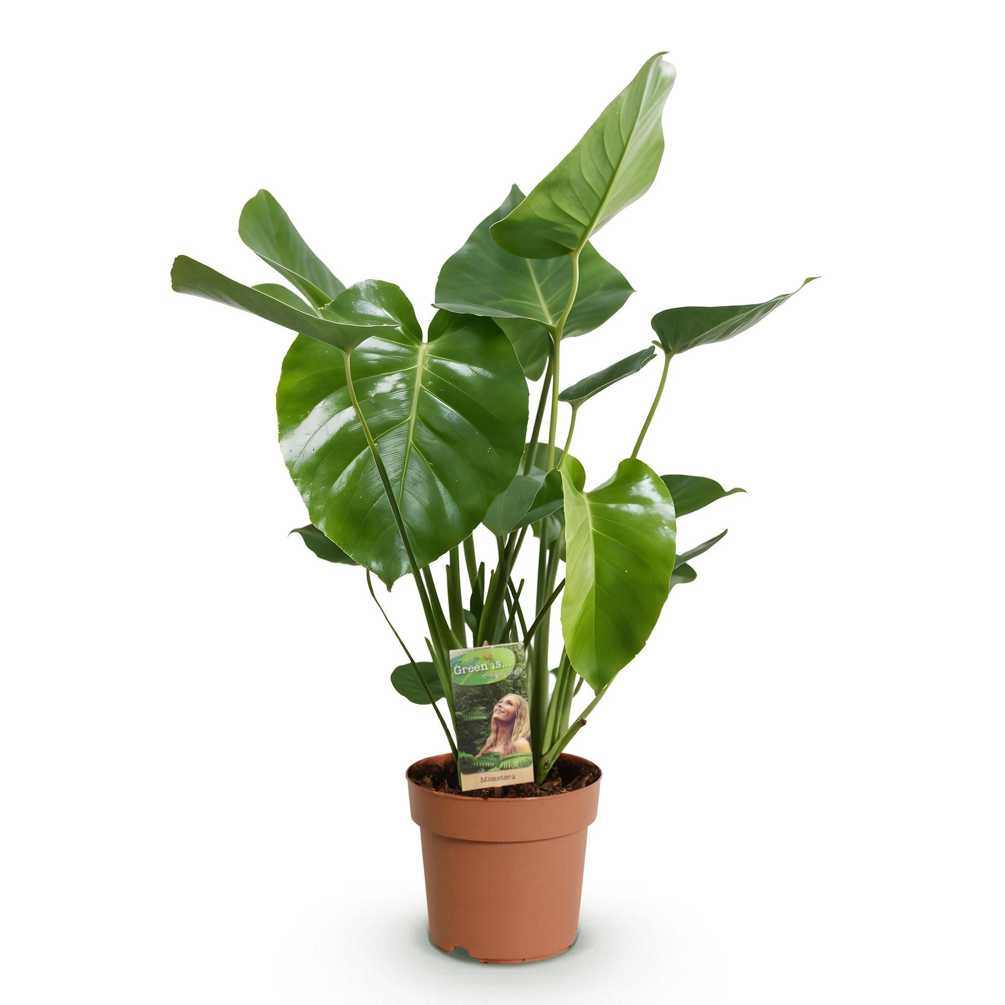 Monstera deliciosa – Gatenplant
