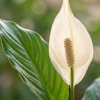 Spathiphyllum – Lepelplant kamerplant