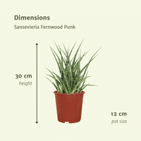 Sansevieria Fernwood Punk (Vrouwentong) - 2 stuks - Ø12cm - ↕30cm