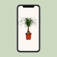 Beaucarnea Nolina - Ø19cm - ↕60cm