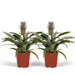 Bromelia (Ananasplant) - 2 stuks - Ø12cm - ↕30cm